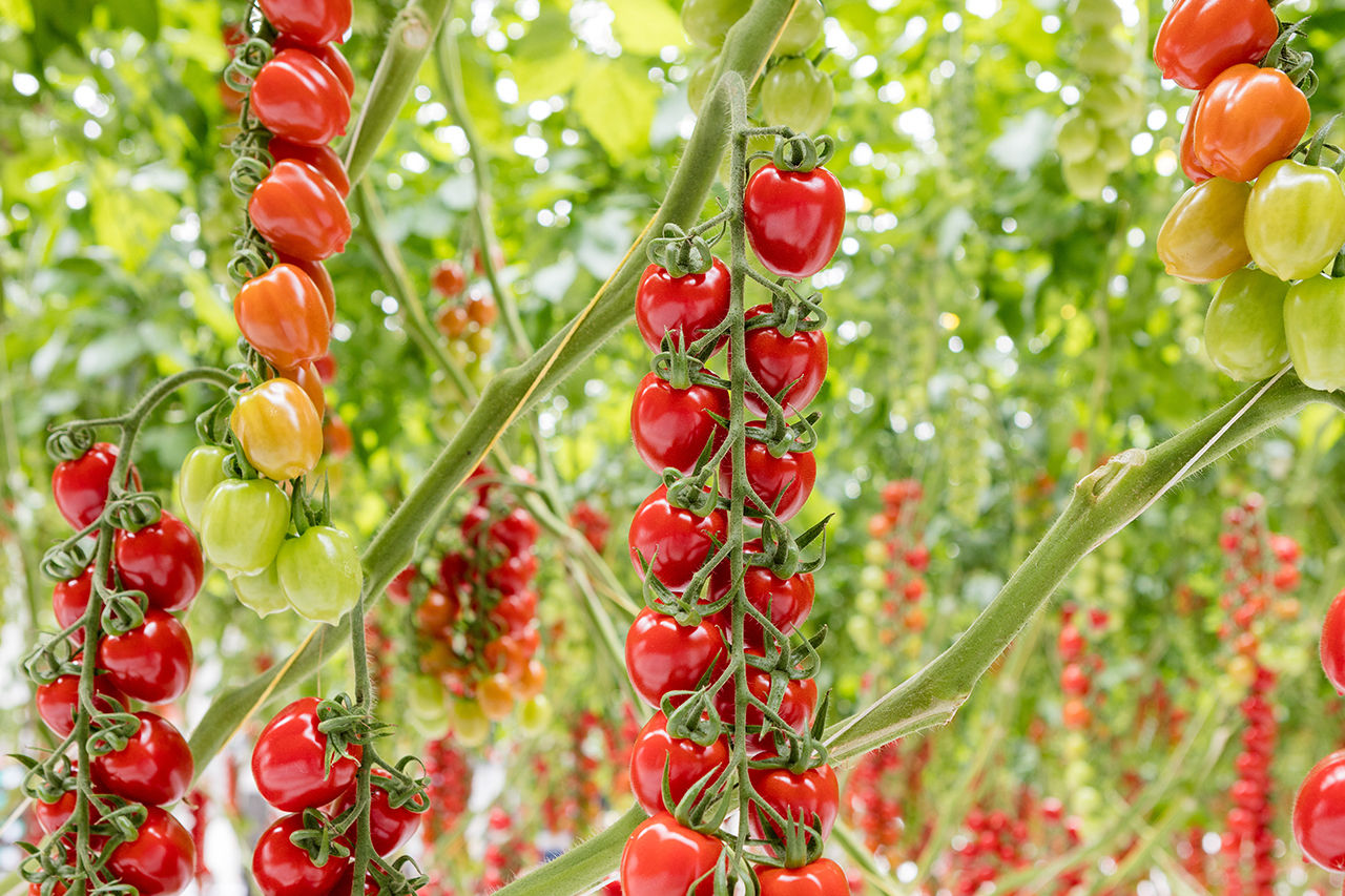 strabini on the vine close up