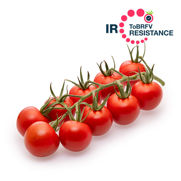 Caramelino details page