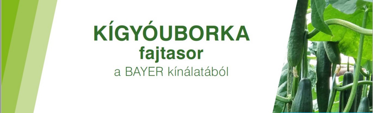Bayer Seminis uborka fajtakatalógus 2022