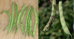 Figure 3. (A) Initial symptoms of circular, water-soaked lesions on bean pods infected with bacterial brown spot. (B) Later pod symptoms showing necrotic, sunken lesions. Howard F. Schwartz, Colorado State University, Bugwood.org.