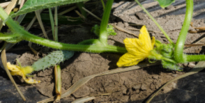 Figure 2. Female (left) and male (right) cucumber flowers.