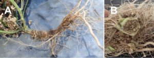 Figure 2. (A) external root rot symptoms of Fusarium crown and root rot; (B) internal discoloration of the root cortex.