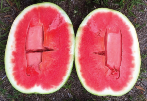 Figure 1. Hollow heart symptoms in watermelon fruit.