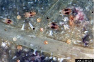 Figure 3. Two spotted spider mites. Whitney Cranshaw, Colorado State University, Bugwood.org