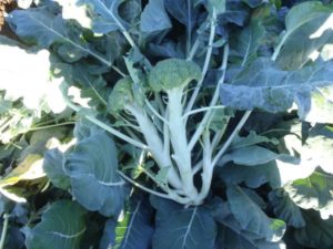 Figure 2. Multiple heads resulting from damage to the meristematic bud tissue.