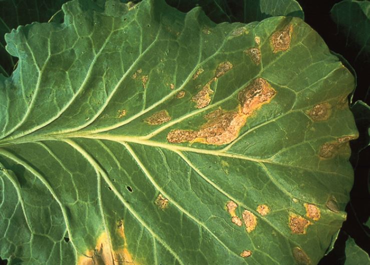 Figure 3. Foliar symptoms of downy mildew of crucifers. University of Illinois.