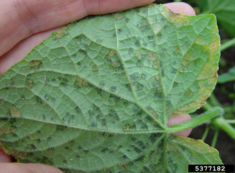Figure 1. Symptoms of downy mildew on lower leaf surface. Gerald Holmes, California Polytechnic State University at San Luis Obispo, Bugwood.org.