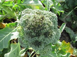 Figure 1. Advanced symptoms of bacterial head rot.