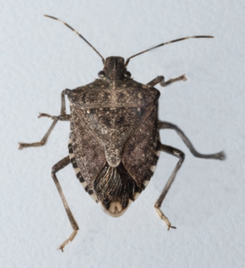 Figure 2. An adult brown marmorated stink bug.