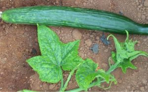 Figure 1. Mosaic symptoms on cucumber leaves and fruit from CMV infection.