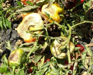 Figure 2. Defoliation from powdery mildew exposes fruit to direct sunlight resulting in sunscald damage.