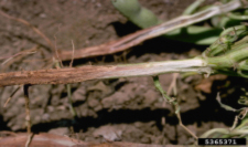 Figure 3. Reddish root discoloration from Fusarium root rot. Howard F. Schwartz, Colorado State University, Bugwood.org.