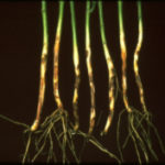 Figure 2. Rhizoctonia lesions on bean hypocotyls. University of Illinois Extension.
