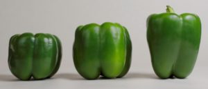 Figure 2. The length of fruit can be affected by temperatures during fruit development. Also, the three lobed fruit on the right is more pointed than the blocky, four lobed peppers to the left.