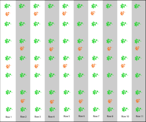Figure 2. Pollenizer plants (orange) are planted between every third and fourth plant of the seedless variety in each row to give a ratio of 3:1, seedless to pollenizer.