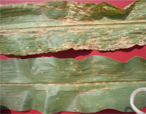 Figure 2. Elongated, tan parallel– sided lesions associated with Southern Corn Leaf Blight.