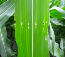 Figure 3. Characteristic leaf damage caused by European Corn Borer.