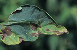Figure 2. Foliar symptoms of early blight, caused by the fungus Alternaria solani. Photograph by Gerald Holmes, California Polytechnic State University at San Luis Obispo, Bugwood.org