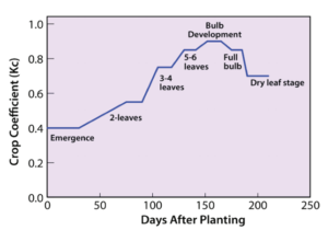 Figure 2. Seasonal crop coefficient (Kc) values for onions grown in southern Texas.10