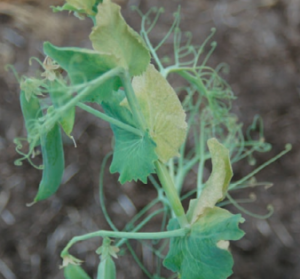 Figure 1. One-sided foliar symptoms of Fusarium wilt. Lyndon Porter, USDA-ARS.