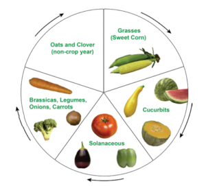Figure 1. A 5-year crop rotation sequence, including one non-vegetable crop year.4