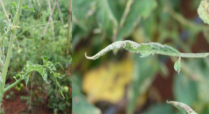 Figure 1. Shoestring leaf distortion symptoms of cucumber mosaic virus (CMV) infection of tomato.