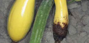 Squash blossom-end rot. (Courtesy of Gerald Holmes)