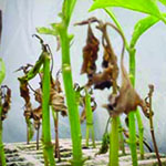 Phytotoxicity caused by saline irrigation water.