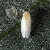 The silverleaf whitefly
