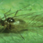 Green peach aphid, winged adult (Myzus persicae)
