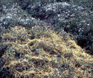 Dodder and bindweed infestation in processing tomato field.