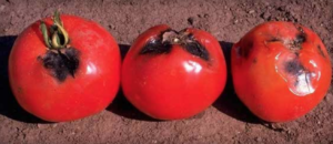 Alternaria alternata-infected fruit