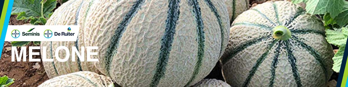 Confezione da 30 amache per melone, anguria, rete di supporto per zucca, borse da appendere per coltivare meloni meloni in giardino e fattoria