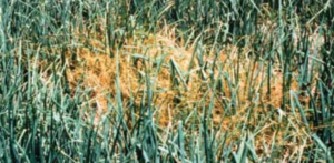 Infestazione da campo.