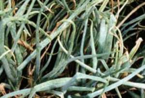 Un'elevata popolazione di tripidi che si nutrono si traduce in macchie e striature bianche argentate sul fogliame.