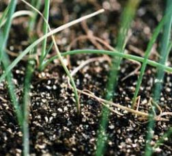 Damping-off causato dalle specie Fusarium.
