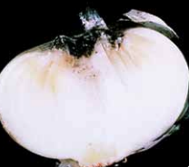 Sezione longitudinale del bulbo che mostra l'infezione iniziale delle squame al collo del bulbo.