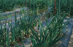 Deperimento avanzato della punta della foglia.