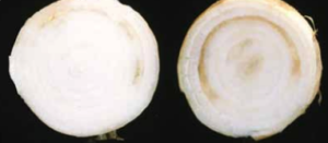 Sezione trasversale del bulbo che mostra lo scolorimento bruno-rossastro delle squame interne infette.