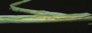 I primi sintomi della malattia che mostrano striature fogliari causate da Pseudomonas viridiflava.
