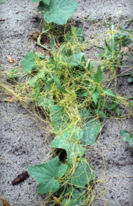 Pianta di cetriolo fortemente infestata da cuscuta spp.
