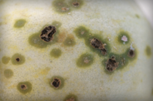Infezione del frutto del melone melata. (Per gentile concessione di Tom Isakeit).