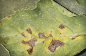 Foglia di anguria raccolta dal campo con tipiche lesioni fogliari della macchia batterica del frutto. (Per gentile concessione di Kathryn Everts).