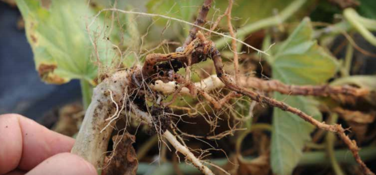 Radici di melone in decomposizione a causa dell'infezione da Phomopsis sclerotioides. (Per gentile concessione di Dominique Blancard).