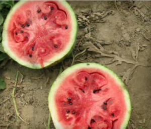 Frutto di anguria infettato dal virus del mosaico a chiazze verdi del cetriolo. Nota le cavità all'interno della polpa del frutto. (Per gentile concessione di Laixin Luo)