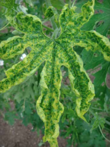 Sintomi del virus del mosaico della screziatura verde del cetriolo sulla zucca della bottiglia.