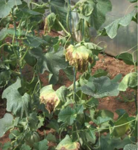 Appassimento di un'intera pianta di melone.