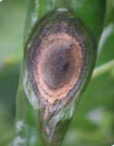 Lesione da antracnosi su frutta verde.