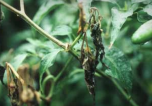 Peronospora e deperimento del gambo sul pepe.