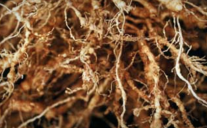 Galline di nematodi a nodo radicale in melanzane.